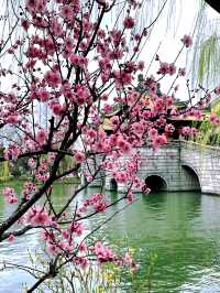 邂逅桃花盛宴︳瘦西湖全攻略感受春天嘅浪漫啦