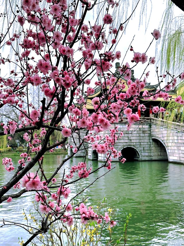 邂逅桃花盛宴︳瘦西湖全攻略感受春天嘅浪漫啦