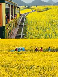 曲靖油菜花賞花攻略‖打卡避雷攻略