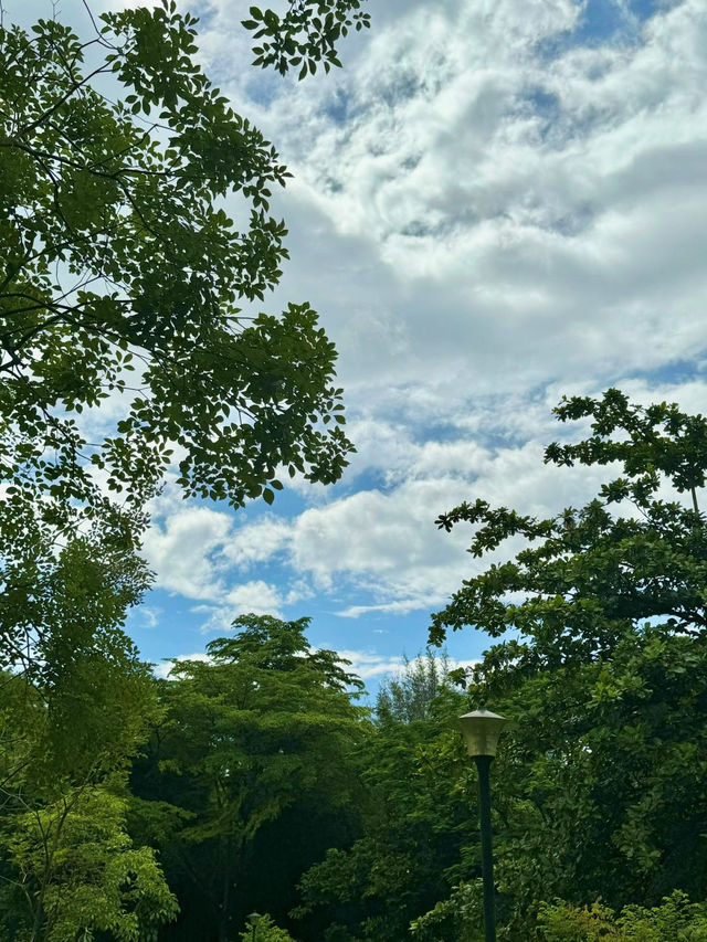 南山公園,超級愜意的深圳城市綠洲✨ 南山公園,超級愜意的深圳城市綠洲✨