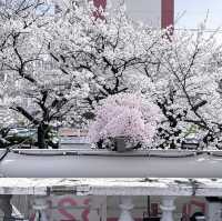 釜山追櫻奇遇，邂逅動漫同款浪漫🌸