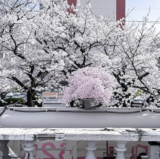 釜山追櫻奇遇，邂逅動漫同款浪漫🌸