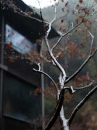明月松間｜“一場春雨與落花的私奔”