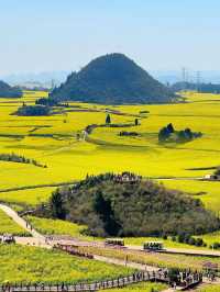 被《中國國家地理》稱為「地球上最壯觀的油菜花海」