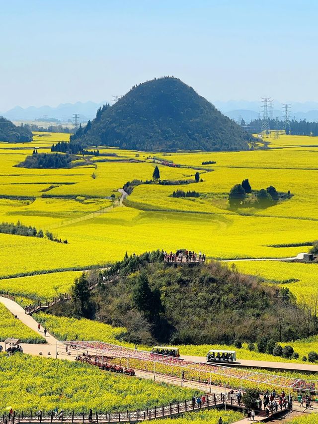 被《中國國家地理》稱為「地球上最壯觀的油菜花海」
