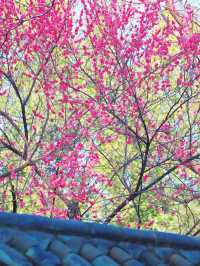 鄭州｜紫金山公園｜春日限定｜梅櫻共舞嘅浪漫奇遇