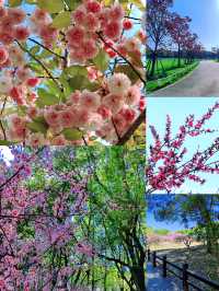 杭州春日奇遇！在東方文化公園闖入粉色桃花童話世界！
