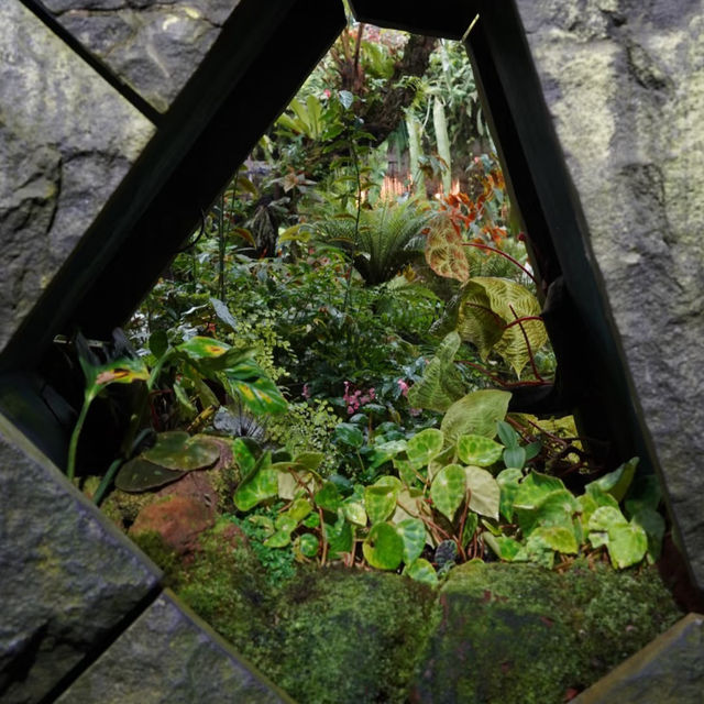 🇸🇬 | 🌲🌿新加坡雲霧森林｜闖入現實版「阿凡達」仙境！