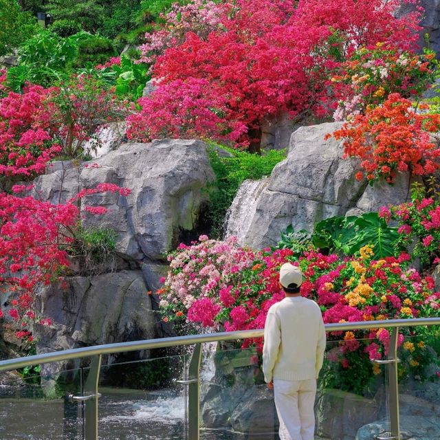 可惜你不來廣州，不知道漫山簕杜鵑有多美‼️雲蘿植物園