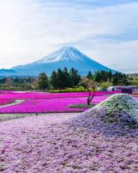 粉紅花海＋富士山，芝櫻祭美到令人窒息！