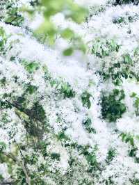 北京落雪？不，那是流蘇開花了！