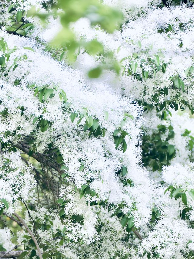 北京落雪？不，那是流蘇開花了！