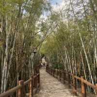 中山曹邊村｜狀元路，10分鐘竹林秘境🌳治愈解壓天花板