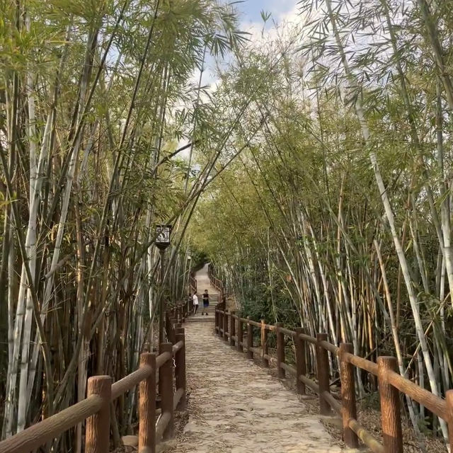 中山曹邊村｜狀元路，10分鐘竹林秘境🌳治愈解壓天花板