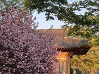 🌸首爾國會議事堂，晚櫻綻放的浪漫角落