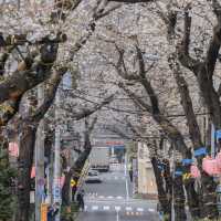 🌸東京櫻花季驚喜彩蛋！無意捕獲神仙愛情畫面