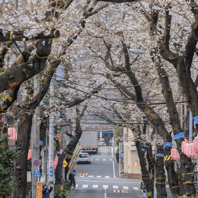 🌸東京櫻花季驚喜彩蛋！無意捕獲神仙愛情畫面