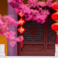 藏在貴陽寺廟裡的櫻花秘境！西普陀寺春日限定太絕了
