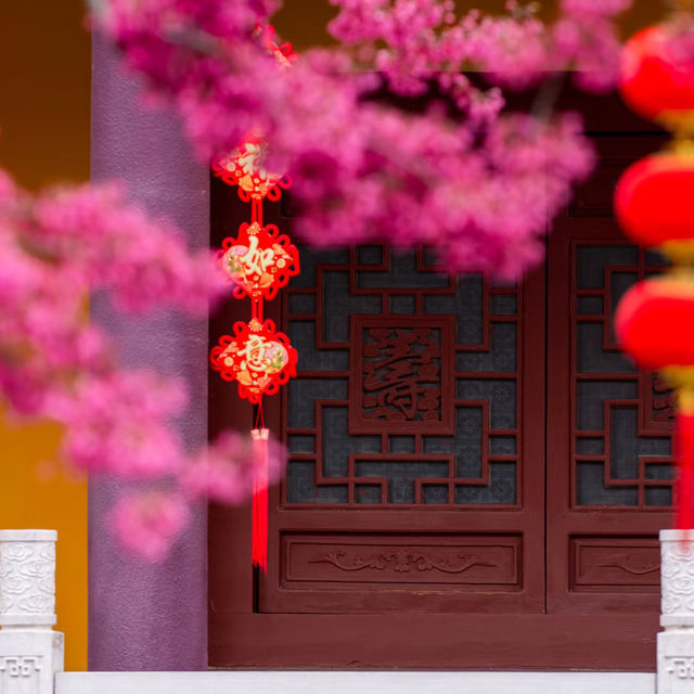 藏在貴陽寺廟裡的櫻花秘境！西普陀寺春日限定太絕了
