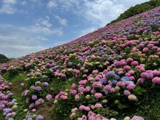 Shaoxing Lanting: A dreamlike sea of ​​hydrangeas