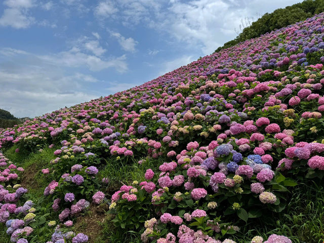紹興蘭亭：繡球花花海的夢幻之境