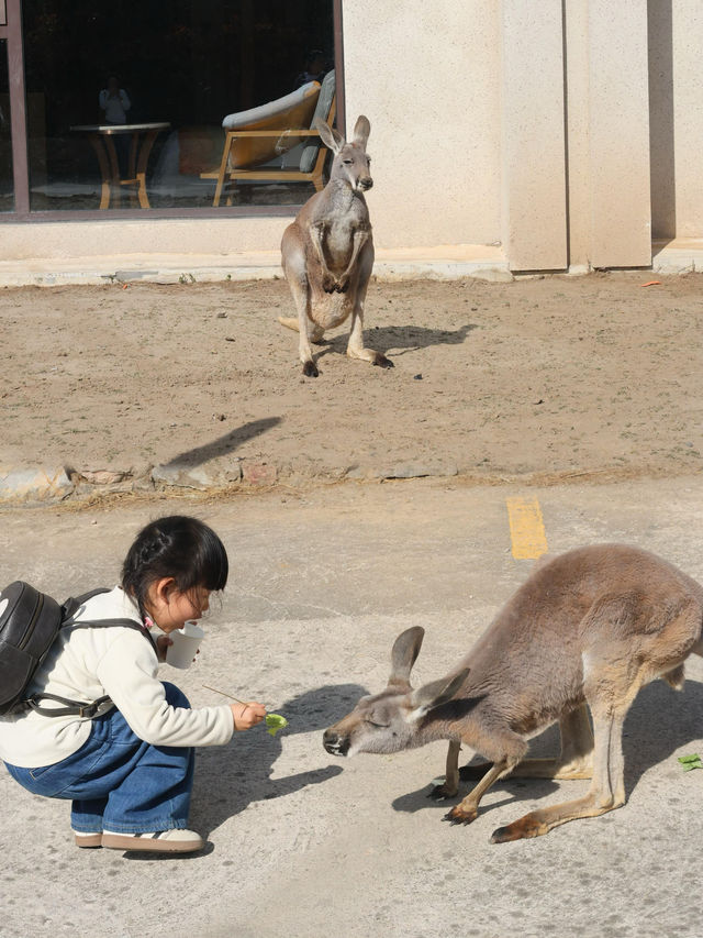 懶人式湊仔好去處——紫清湖旅遊區 懶人式湊仔好去處——紫清湖旅遊區