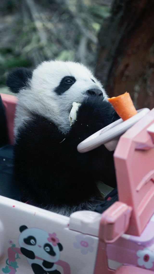 聽勸廣州長隆野生動物園南門入真係正