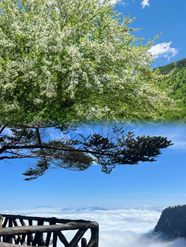 全球唯四川獨有的絕美風景