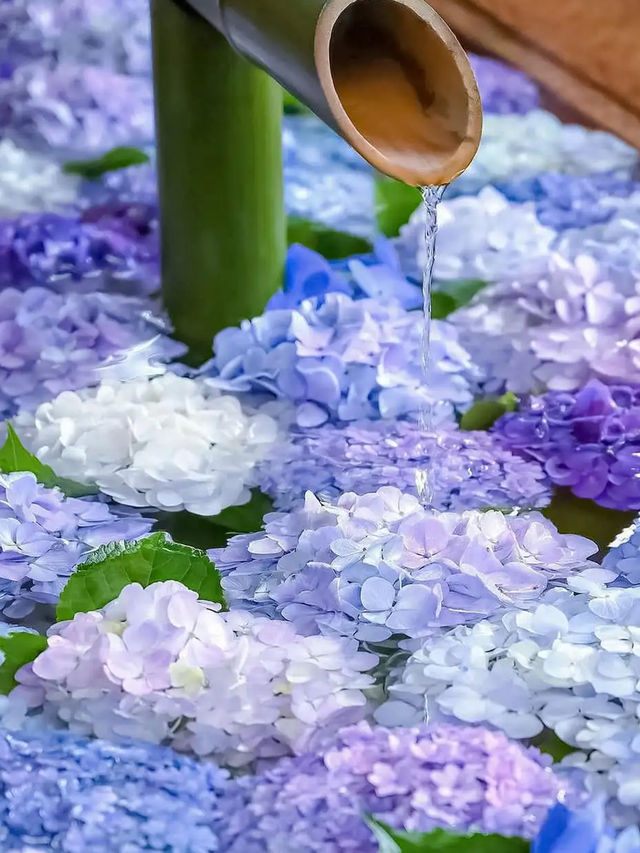 無盡夏嘅日本，闖入藍紫繡球花海秘境！