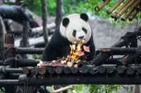 住進長頸鹿主題嘅夢幻王國