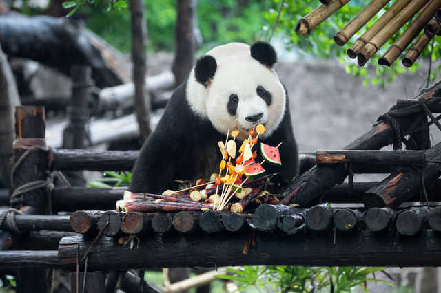 住進長頸鹿主題嘅夢幻王國