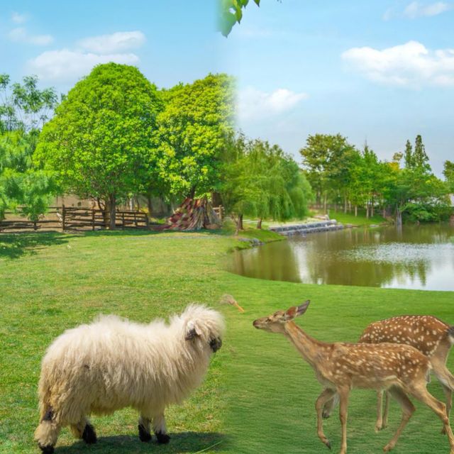 安吉2天1夜治癒之旅｜餵鹿撸羊·山野手作·南法花園，朋友圈被問到爆！  冇諗到喺杭州自駕1.5h嘅