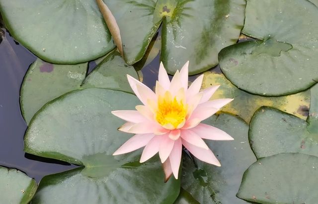 京山美人谷：做一日畫中「美人」！