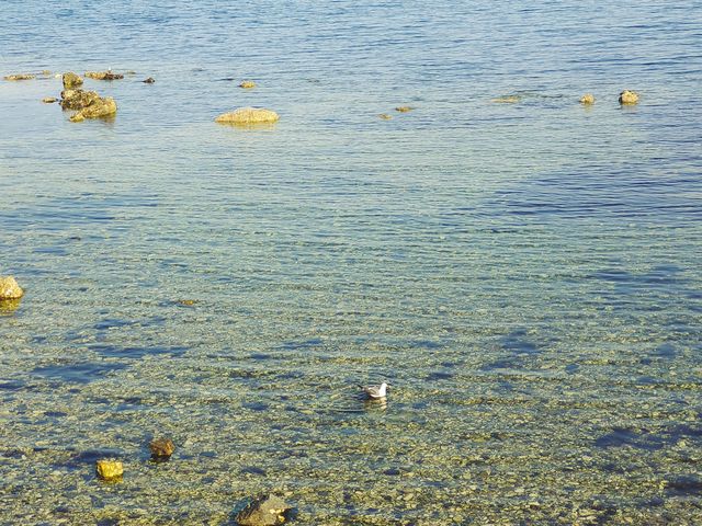 四月，我與養馬島果凍海嘅約會……