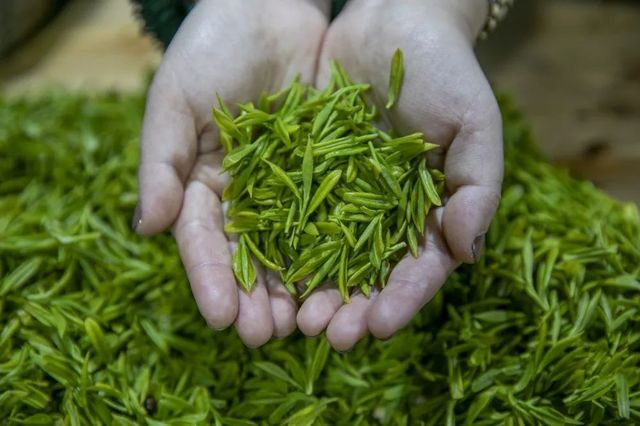 人間春日應問茶，走！去歙縣飲茶去→