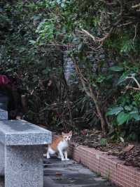 清代進士遺留嘅古建築，改造成順德餐廳