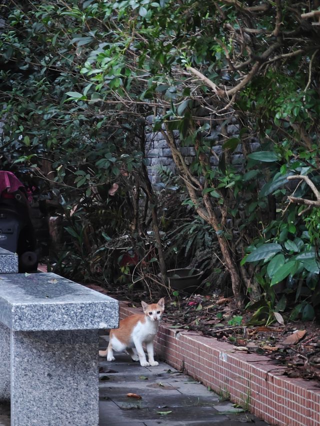 清代進士遺留嘅古建築，改造成順德餐廳