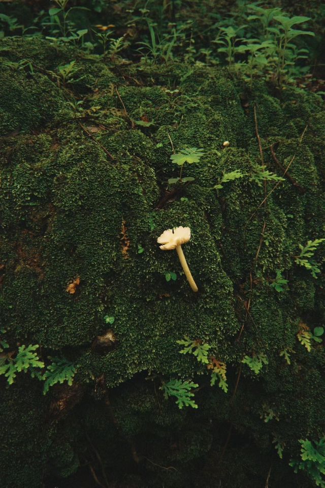 隨手一拍就係雨林大片