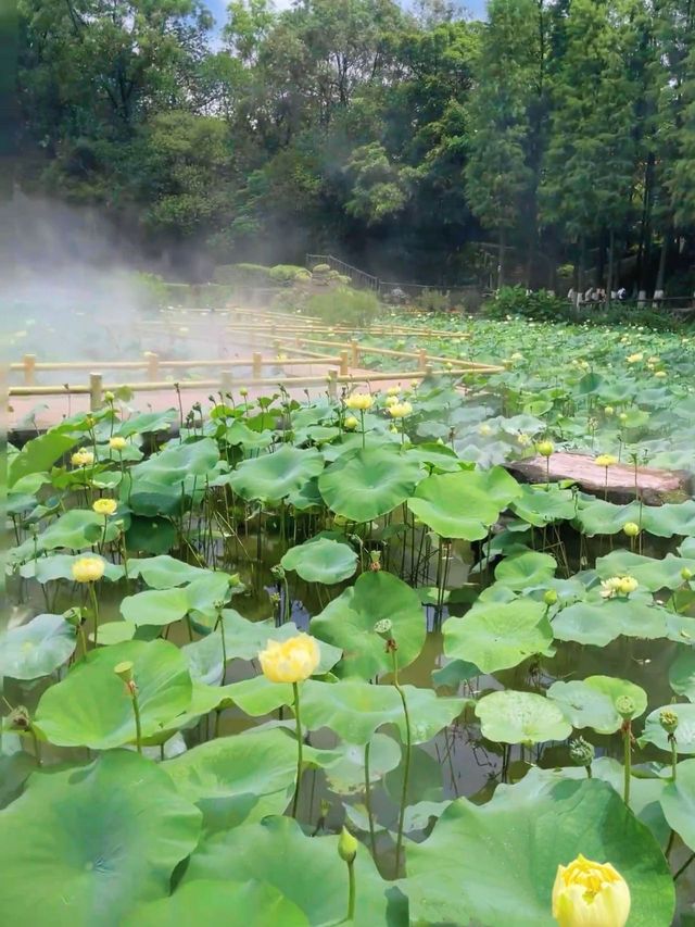 夏日炎炎好運蓮蓮🪷🪷廣州的浪漫