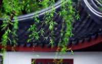 蘇州5A級風景區周莊古鎮嘅角落，你一句春不晚我就真係落咗江南
