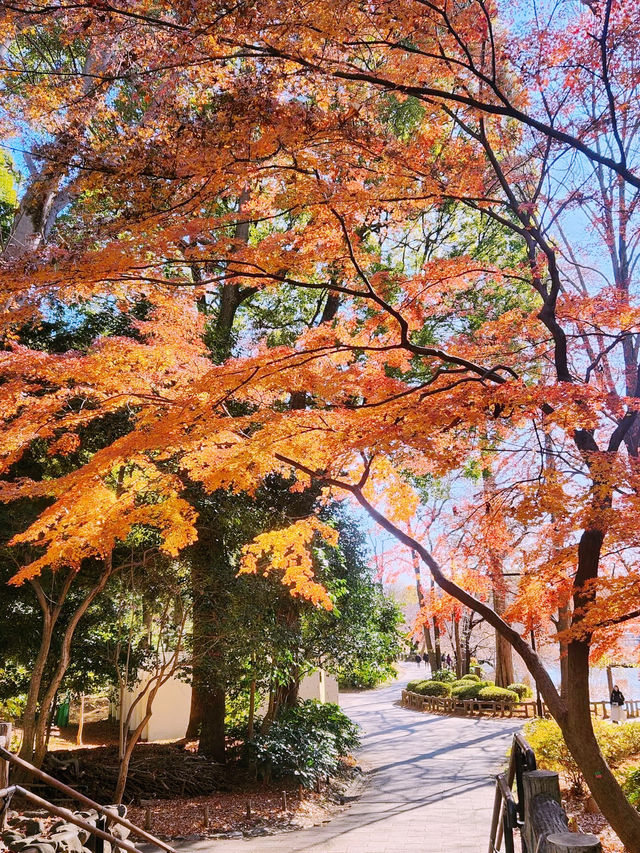東京隱世桃源｜吉祥寺：文青聖地與慢活天堂】**    