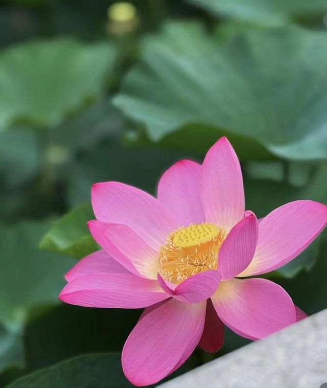 瀋陽回龍寺|邂逅千年唐風，解鎖歷史古韻