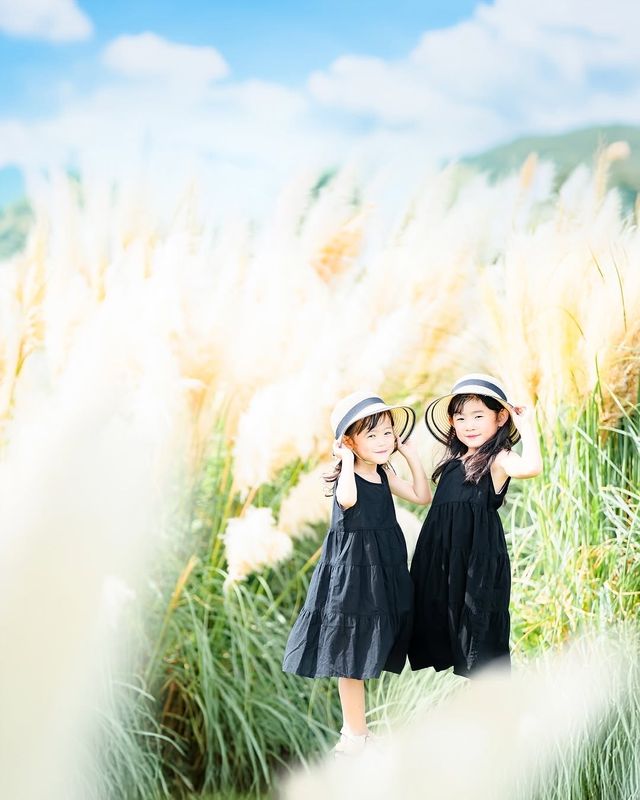 限定2日森之戀公園舉辦蘆葦草攝影會 限定2日森之戀公園舉辦蘆葦草攝影會