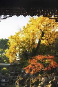 週末去哪？這份秋日漫步指南請收好