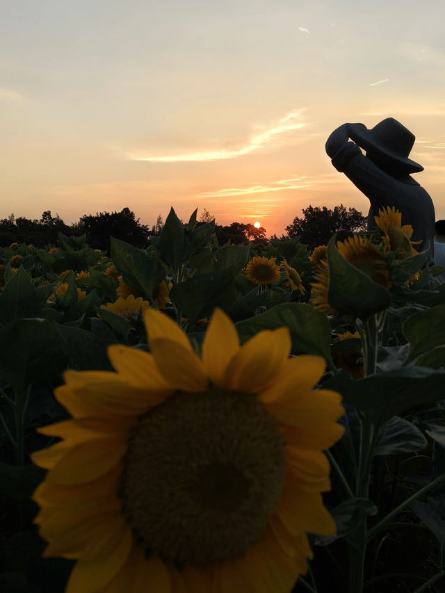 廈門翔安香山向日葵花海打卡全攻略