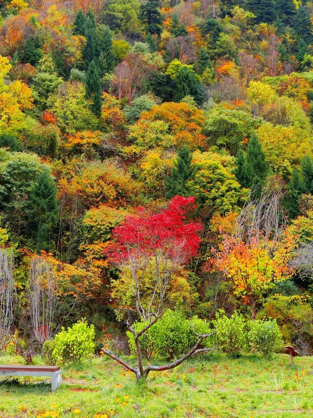 10月賞秋米亞羅彩林徒步一日遊快衝