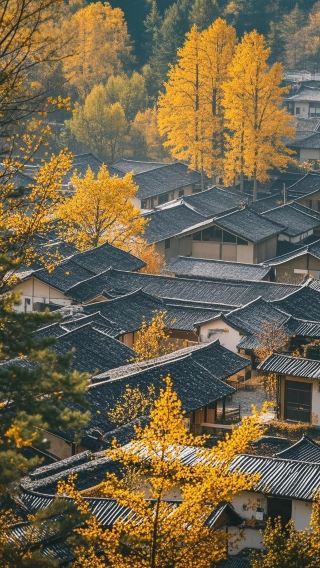 Golden Ocean Ginkgo Viewing Guide