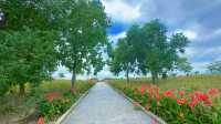 上海薰衣草公園秋日限定|美人蕉綻放的浪漫花海