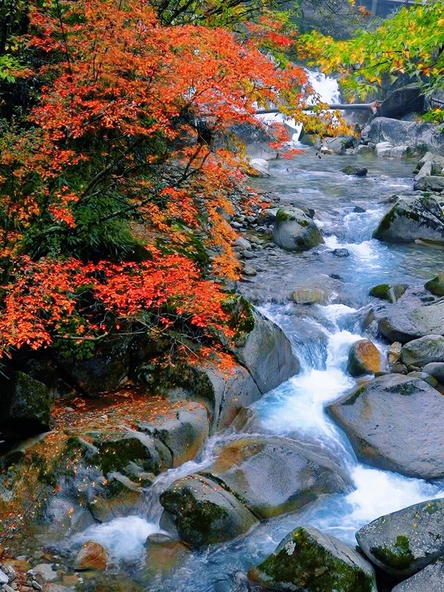 在四川邂逅油畫般的秋天米倉山紅葉季美哭我了! 在四川邂逅油畫般的秋天米倉山紅葉季美哭我了!