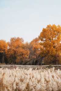 塔里木胡楊林國家森林公園一日遊攻略
